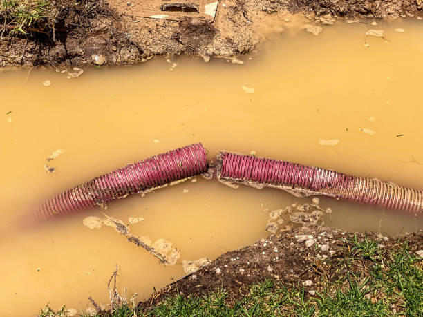 Best Carpet water damage restoration  in Belen, NM